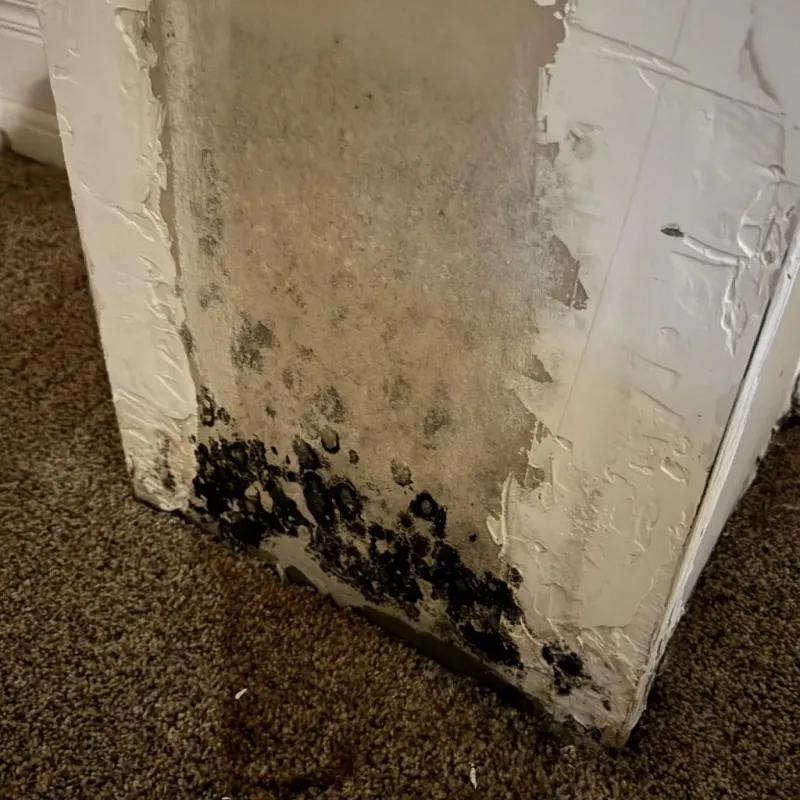 Professional Mold Removal in Hobbs, NM